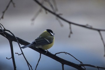 titmouse in winter