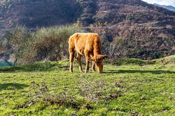 The bull grazing in a mountain meadow