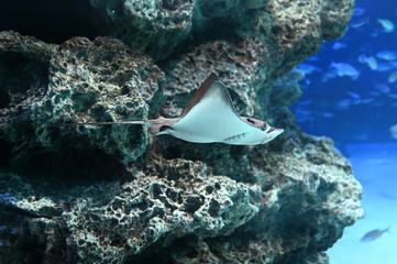 岩礁地帯を飛ぶように泳ぐトビエイ