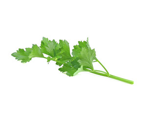 Fresh celery isolated on white background