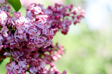 Beautiful purple lilac flowers. Macro photo of lilac spring flowers.