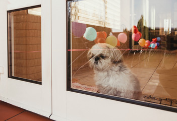 Shih Tzu has a sad feeling. The dog stayed behind the glass door.