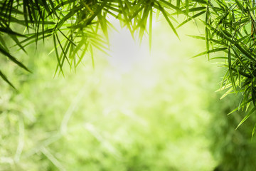 Closeup beautiful view of nature green bamboo leaf on greenery blurred background with sunlight and...