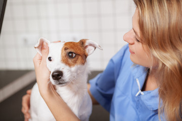 Cropped close up of a cute jack russel terrier doc having ears examination by mature female veterinarian