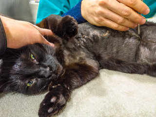 Veterinarian hands removing stitches from a surgical suture after a mastectomy surgery in a black cat. Veterinary pet care examination and medication.