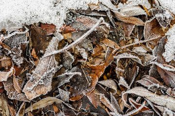 autumn leaves on ground in winter