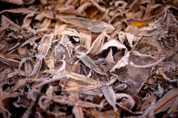 autumn leaves on the ground