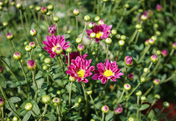 Daisy flowers blooming at the park