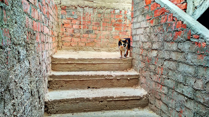 Cat looking down from stairs 