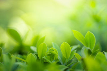 Natural green plant under sunlight for nature background.