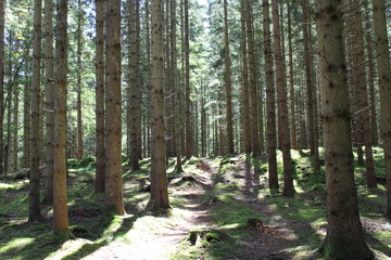 Wald