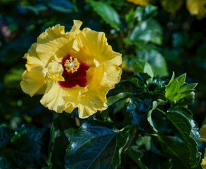 Hibiscus flowers blooming at sunny day