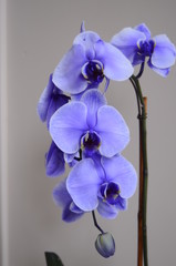 blue Orchid in bloom