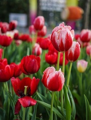 Colorful tulip flowers blooming at public park