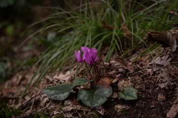 European purple cyclamen - Cyclamen purpurascens - in the shady forest, Czech Republic