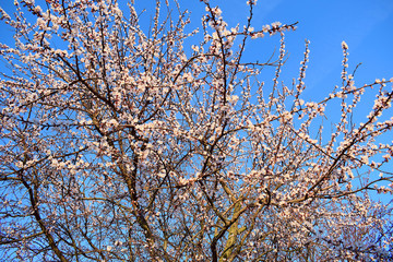 Blooming cherry tree in the garden in spring. Blue sky in the background.