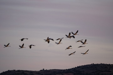 Fototapeta na wymiar common crane bello teruel