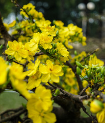 Ochna integerrima flowers for Lunar New Year
