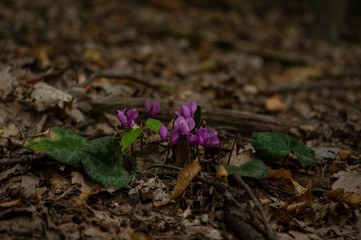 European purple cyclamen - Cyclamen purpurascens - in the shady forest, Czech Republic