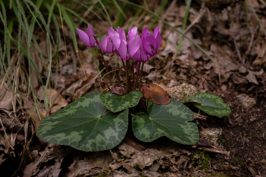 European purple cyclamen - Cyclamen purpurascens - in the shady forest, Czech Republic