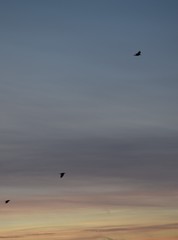 sunrise and birds