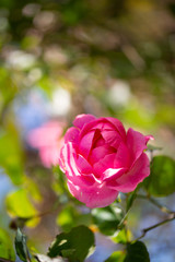 ピンクの花