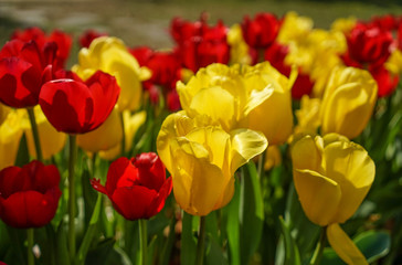 Fototapeta premium Colorful tulip flowers blooming at public park