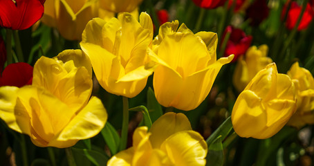 Obraz premium Colorful tulip flowers blooming at public park