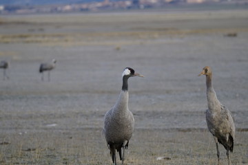 common crane bello teruel