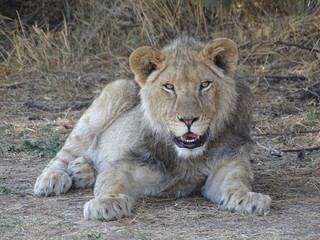 Fototapeta na wymiar Junges Löwen Männchen 107