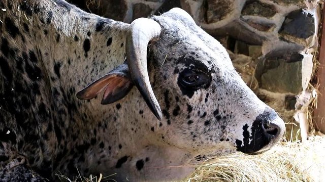 The portrait of the Zebu, Bos primigenius indicus, is feeding with hay at cowshed.