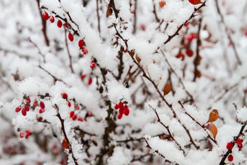 White winter landscape with snowfall