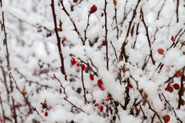 White winter landscape with snowfall