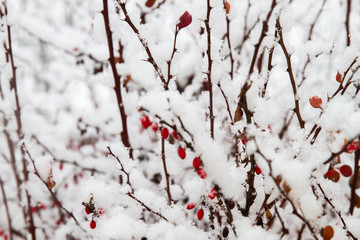 White winter landscape with snowfall