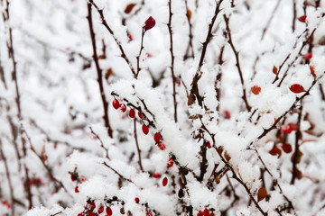 White winter landscape with snowfall