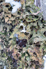Lobaria pulmonary (lat. Lobaria pulmonaria). Lichen grows on a tree in the forest. Russia. North Karelia