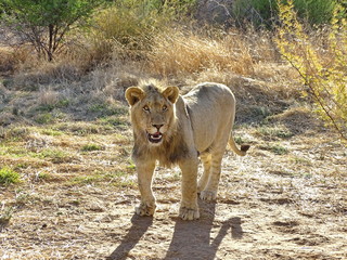Junges Löwen Männchen 223