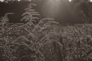 Canadian goldenrod (Solidago canadensis) in sunshine with lensflare and sun rays, Canadian goldenrod (Solidago canadensis), summer meadow, nature, close-up, black and white, silky contrast