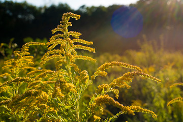Canadian goldenrod (Solidago canadensis) in sunshine with lensflare and sun rays, Canadian goldenrod (Solidago canadensis), summer meadow, nature, close-up