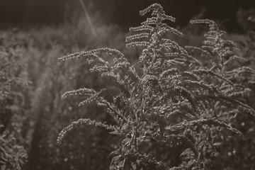 Canadian goldenrod (Solidago canadensis) in sunshine with lensflare and sun rays, Canadian goldenrod (Solidago canadensis), summer meadow, nature, close-up, black and white, silky contrast