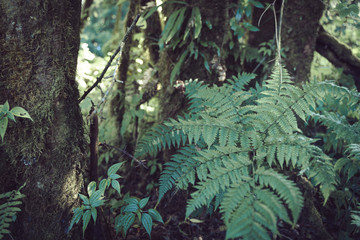 fern next to a tree in the middle of the jungle