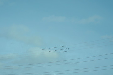 Fototapeta na wymiar Birds are sitting on electrical wires.