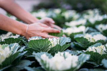 Hands picking a cabbage