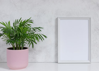 mock up white frame and houseplant on a bookshelf or table in a modern interior. green palm tree Chamaedorea. bright pastel colors.