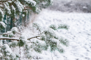 White winter landscape with snowfall