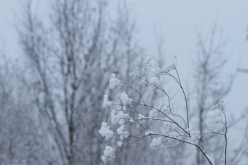 White winter landscape with snowfall
