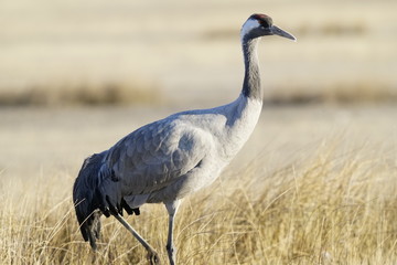 grullas bello  teruel aragon españa