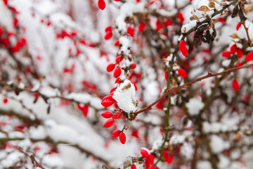 White winter landscape with snowfall