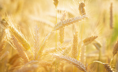 Close up of rye ears, field of rye in a summer time