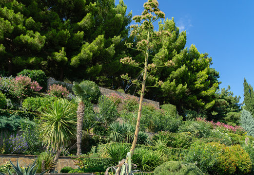 Tall stem of blooming American agave (Agave americana) against the background of cascading flower bed with decorative evergreens on embankment in Aivazovsky park (Park Paradise) in Partenit, Crimea